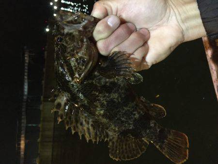 気軽にチヌ、キビレゲーム