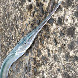 ショアジギジギ