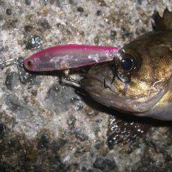 ロリメバハント