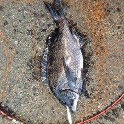 バチよりもベイト