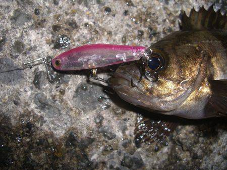 ロリメバハント