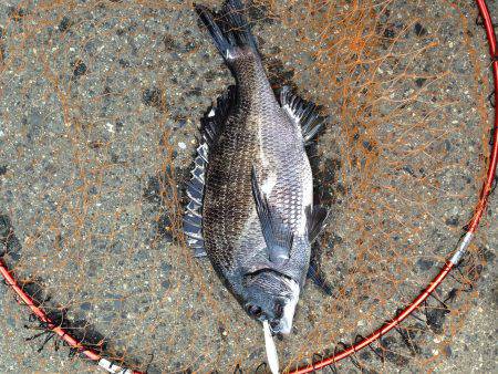 バチよりもベイト