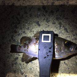 シーバスからのメバリング