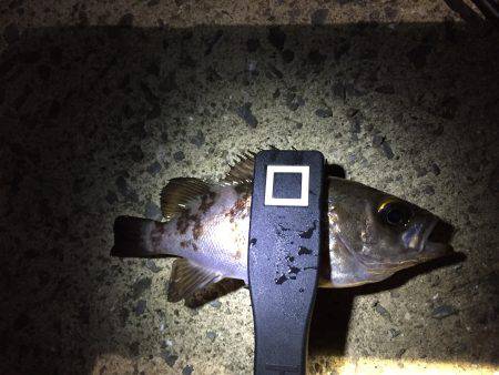 シーバスからのメバリング