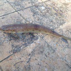 一ヶ月ぶりの獲物