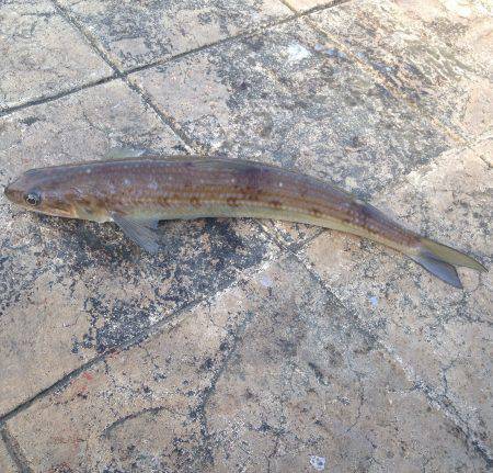 一ヶ月ぶりの獲物