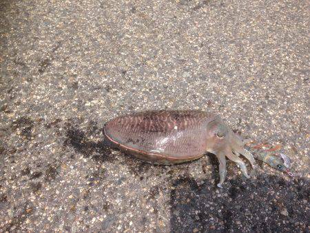 コウイカゲット