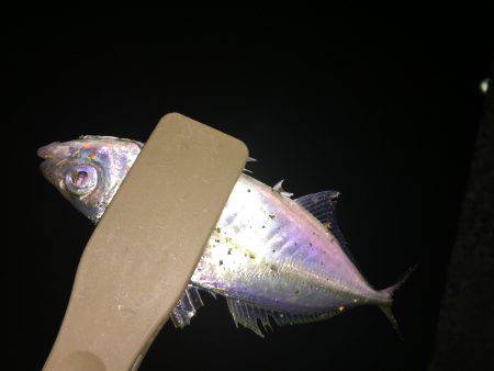 アジング、始まります！