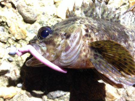 メバルがいない代わりに…