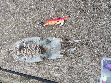 久々のエギング