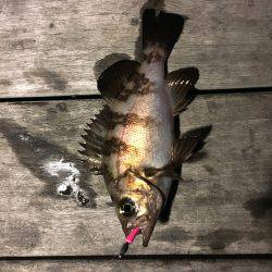 南港メバリング