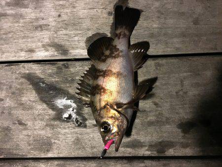 南港メバリング