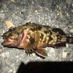 メバルを求めて(^^)