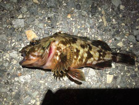 メバルを求めて(^^)