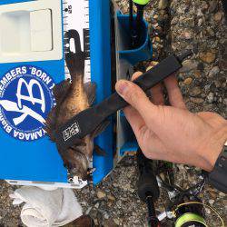 なかなか良かったけどアジは留守でした