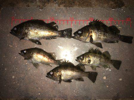 久々メバリング！！