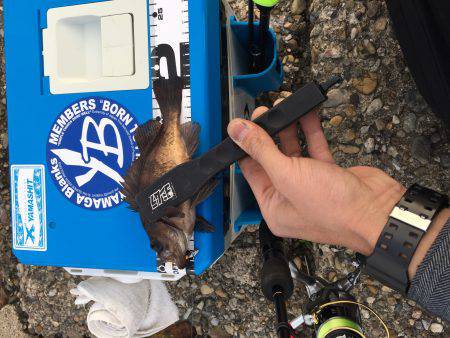 なかなか良かったけどアジは留守でした