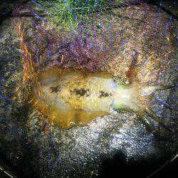 アオリイカ2杯釣れて良かった。