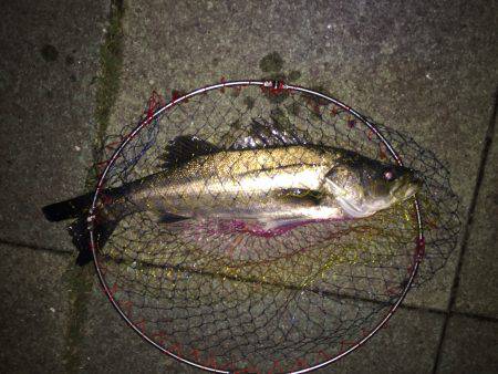 メバルは居ないが・・・