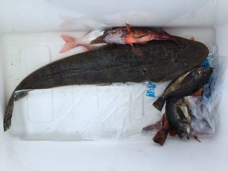 カゴ釣りでマゴチ