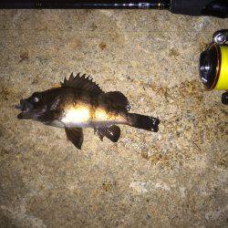 小雨メバリング！