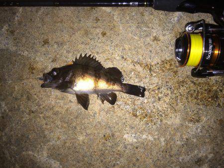 小雨メバリング！