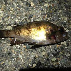 メバルを求めて再び