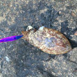 前回、ボウズのリベ^^;