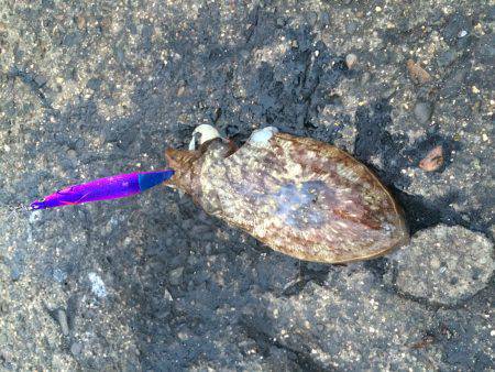 前回、ボウズのリベ^^;