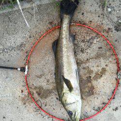 こつこつランガン！