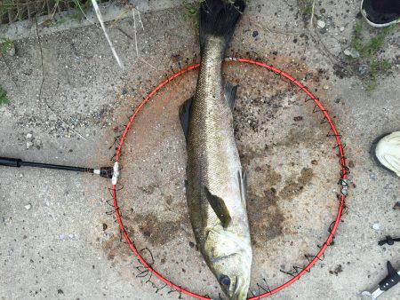 こつこつランガン！