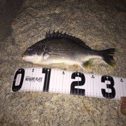 初チニング！！