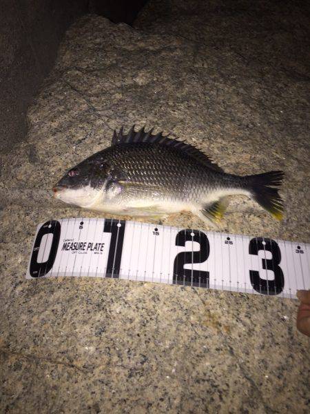 初チニング！！