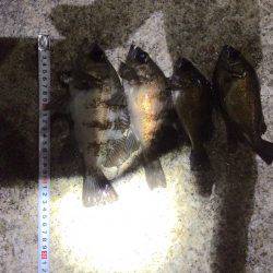 初ガシラで〜す^o^