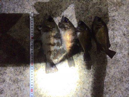 初ガシラで〜す^o^