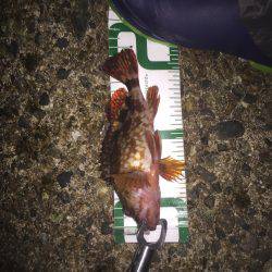 ロリメバル入れ食い。