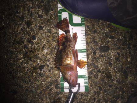 ロリメバル入れ食い。