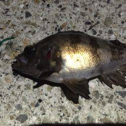 連日連夜、今宵もメバルを求めて!