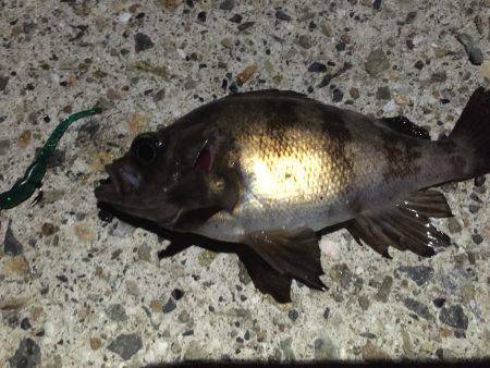 連日連夜、今宵もメバルを求めて！