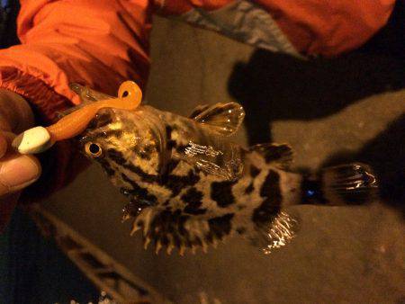 メバルに会えない日が続きます