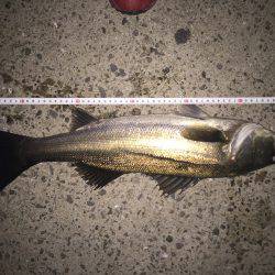 一時間だけの釣行