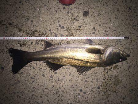 一時間だけの釣行