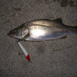 今シーズン初のバチシー狙いに*\\(^o^)/*