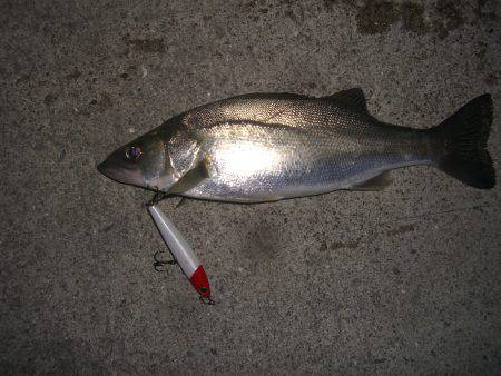 今シーズン初のバチシー狙いに*\\(^o^…