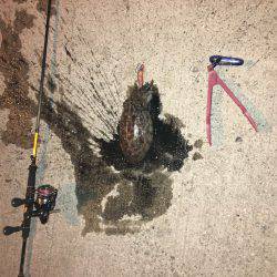 エギング＆メバリング