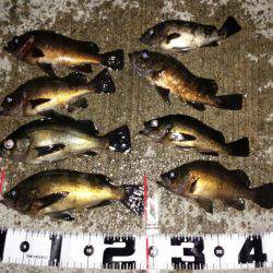 連夜のメバリング