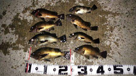 連夜のメバリング