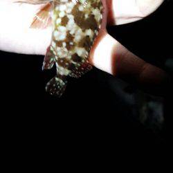 強烈な引きだった