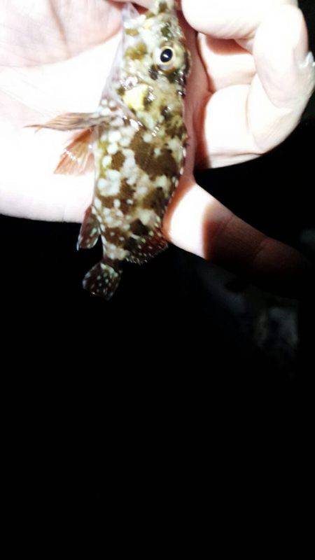 強烈な引きだった