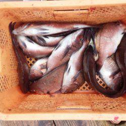 海上釣り堀紀州